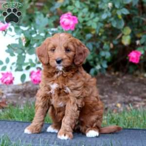 Rosa, Mini Goldendoodle Puppy