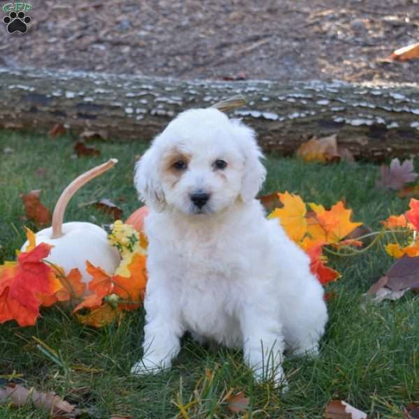 Rose, Mini Aussiedoodle Puppy