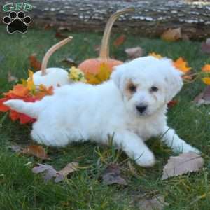 Rose, Mini Aussiedoodle Puppy