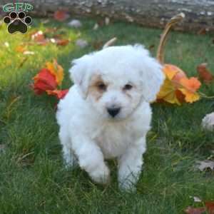 Rose, Mini Aussiedoodle Puppy