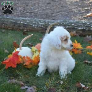 Rose, Mini Aussiedoodle Puppy