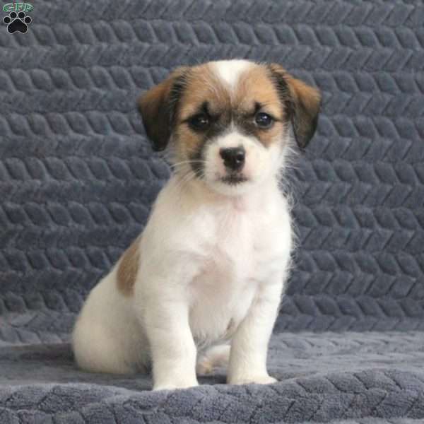 Rosey, Jack Russell Mix Puppy