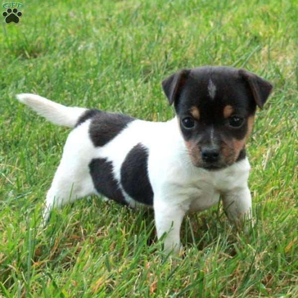 Rosie, Jack Russell Terrier Puppy