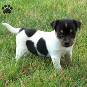 Rosie, Jack Russell Terrier Puppy