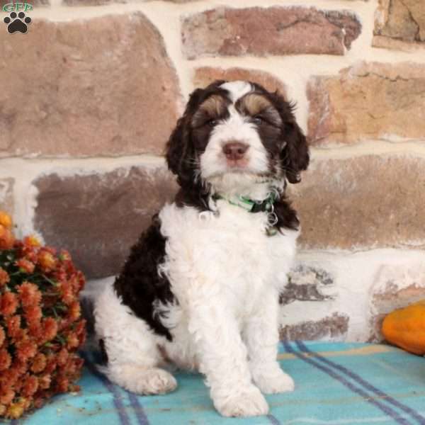 Rover, Springerdoodle Puppy