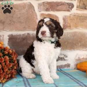 Rover, Springerdoodle Puppy