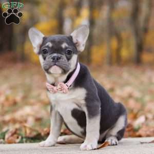 Roxy, French Bulldog Puppy