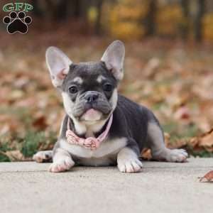 Roxy, French Bulldog Puppy