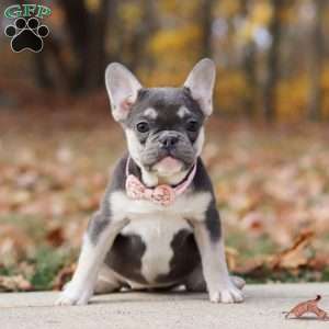 Roxy, French Bulldog Puppy