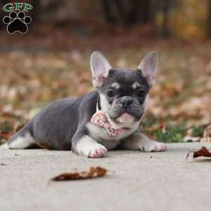 Roxy, French Bulldog Puppy