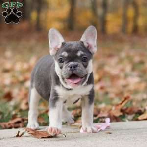 Roxy, French Bulldog Puppy