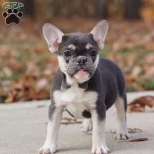 Roxy, French Bulldog Puppy