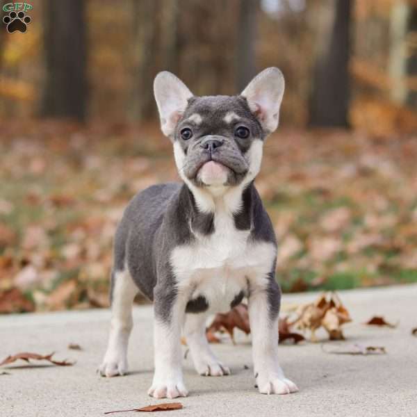 Roxy, French Bulldog Puppy