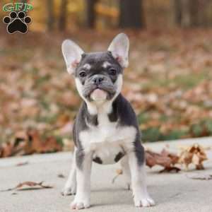 Roxy, French Bulldog Puppy