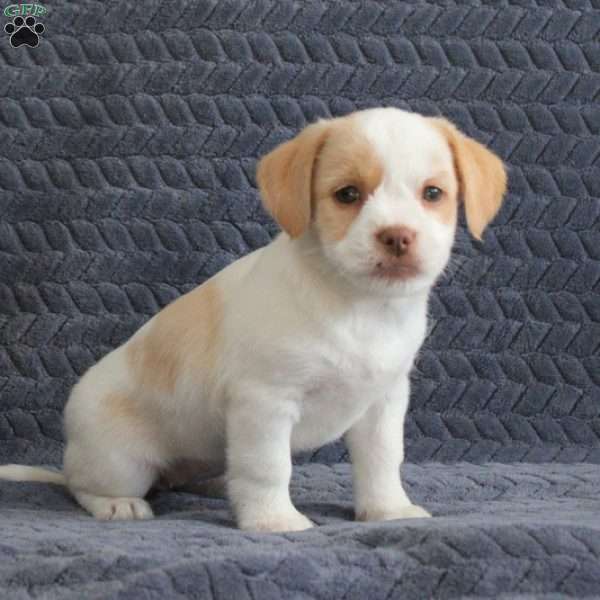 Roxy, Jack Russell Mix Puppy