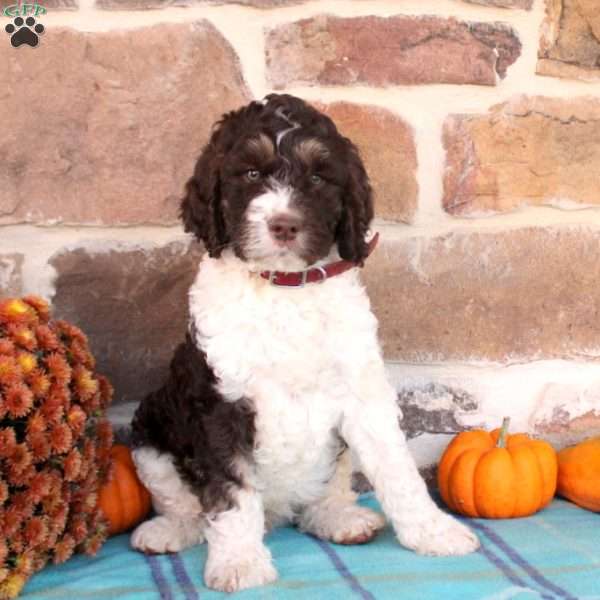 Roxy, Springerdoodle Puppy