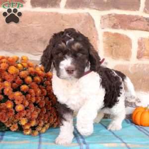 Roxy, Springerdoodle Puppy