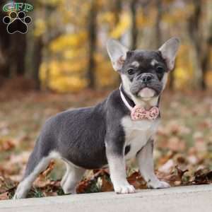 Roxy, French Bulldog Puppy