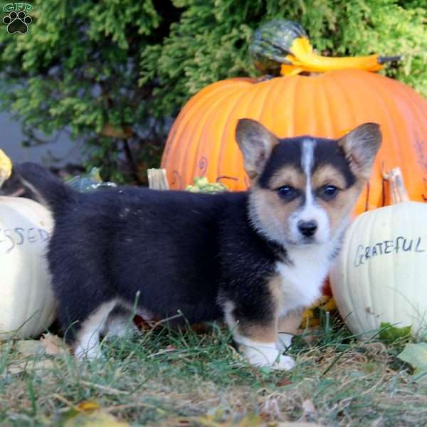 Ruben, Pembroke Welsh Corgi Puppy