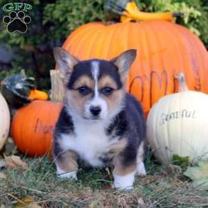 Ruben, Pembroke Welsh Corgi Puppy