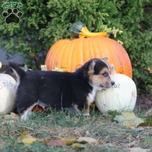 Ruben, Pembroke Welsh Corgi Puppy