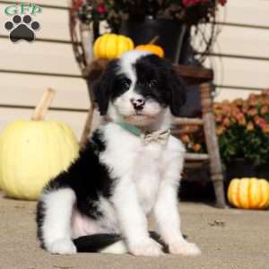 Ruby, Sheepadoodle Puppy