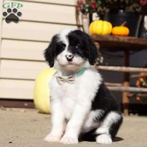 Ruby, Sheepadoodle Puppy