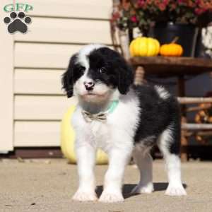 Ruby, Sheepadoodle Puppy