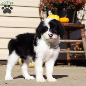 Ruby, Sheepadoodle Puppy