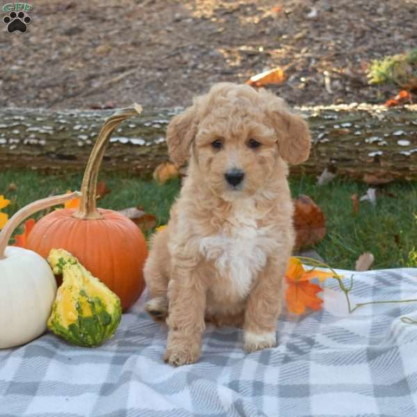 Ruby, Mini Aussiedoodle Puppy