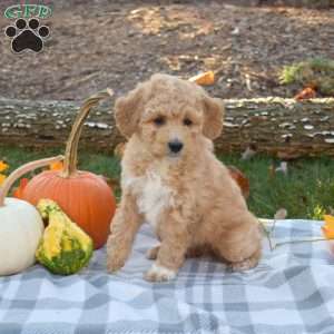 Ruby, Mini Aussiedoodle Puppy