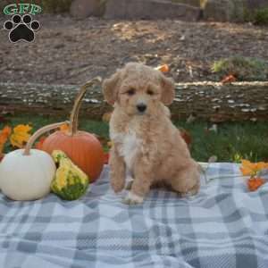 Ruby, Mini Aussiedoodle Puppy