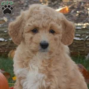 Ruby, Mini Aussiedoodle Puppy