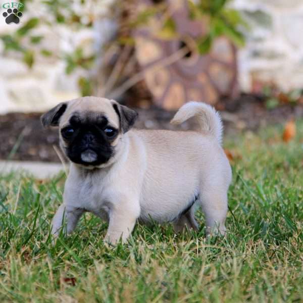 Ruby, Pug Puppy