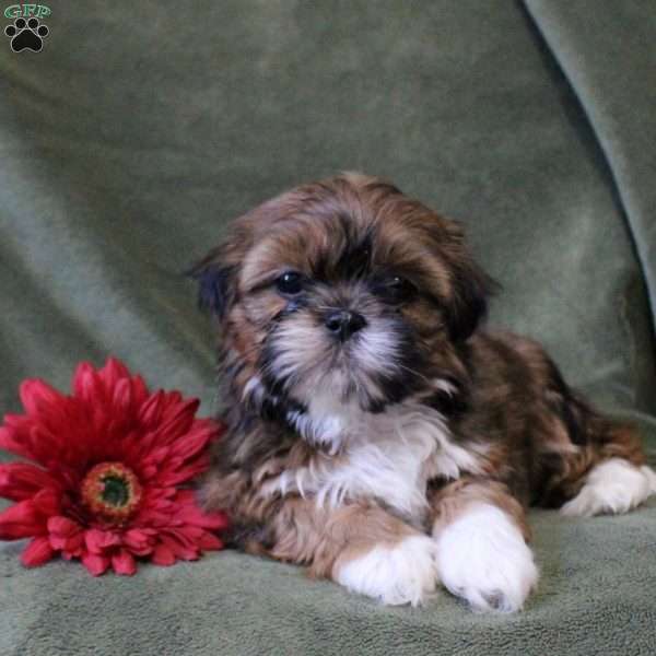 Ruby, Shorkie Puppy