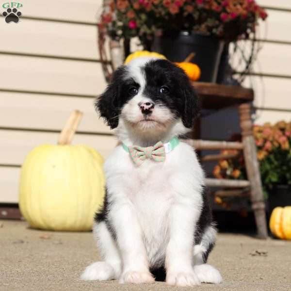 Ruby, Sheepadoodle Puppy