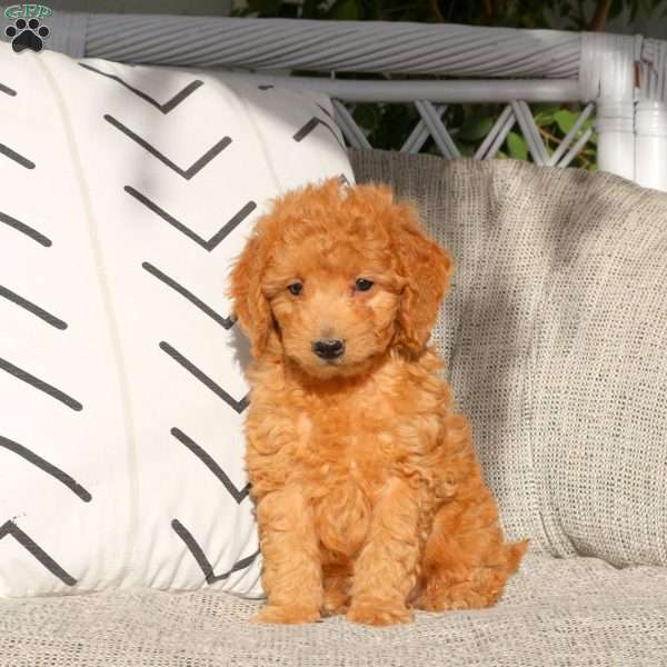 Rudy, Mini Goldendoodle Puppy