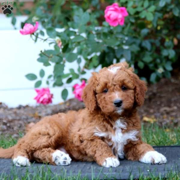 Rudy, Mini Goldendoodle Puppy