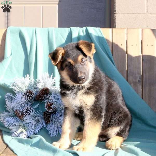 Rusty, German Shepherd Puppy