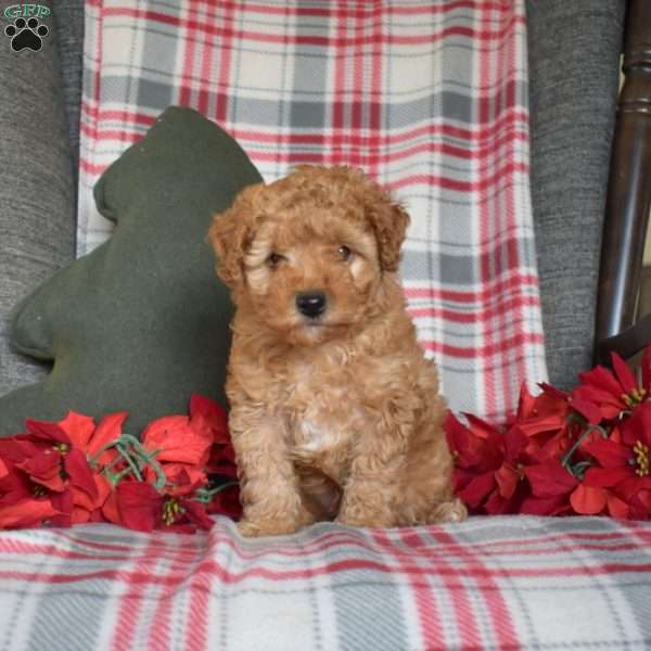 Rusty, Toy Poodle Puppy