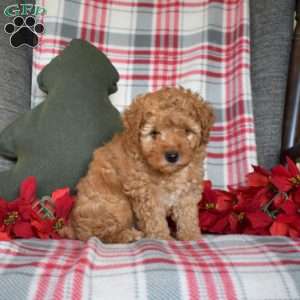 Rusty, Toy Poodle Puppy