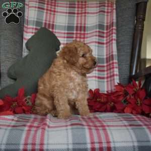 Rusty, Toy Poodle Puppy