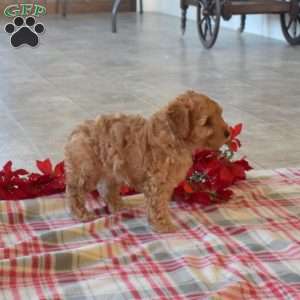 Rusty, Toy Poodle Puppy