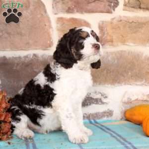 Rusty, Springerdoodle Puppy