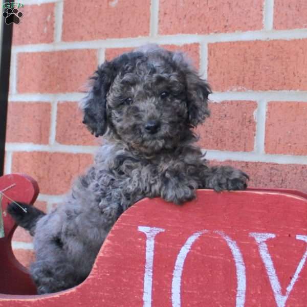 Ryan, Toy Poodle Puppy