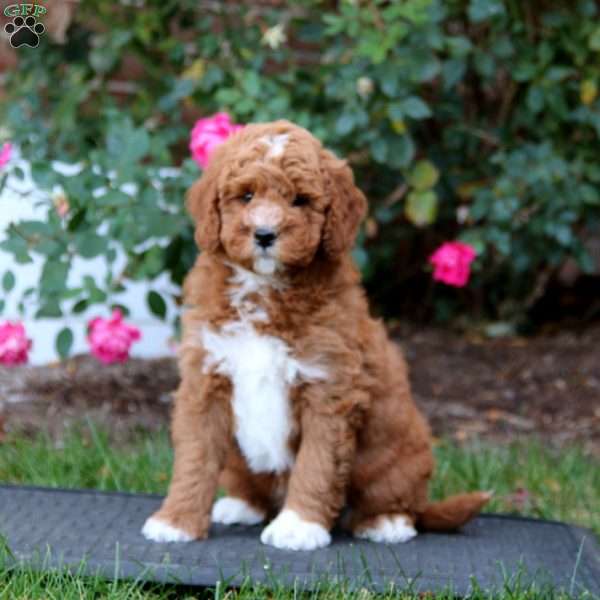 Ryan, Mini Goldendoodle Puppy