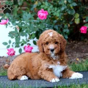 Ryan, Mini Goldendoodle Puppy