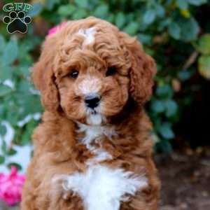 Ryan, Mini Goldendoodle Puppy