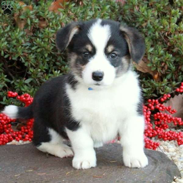 Rylie Zach, Pembroke Welsh Corgi Puppy