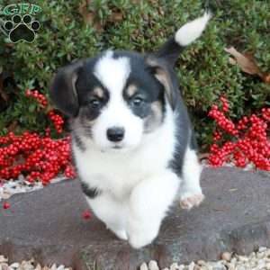 Rylie Zach, Pembroke Welsh Corgi Puppy